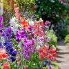 Sweet Pea Heirloom Mix Seeds - 25 Fragrant Lathyrus odoratus Seeds - Image 1