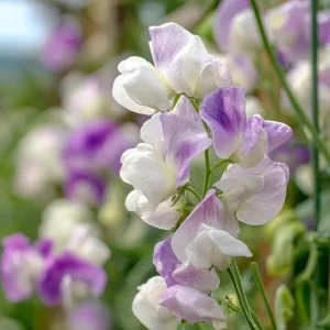 Sweet Pea Seeds - High Scent Fragrant Climbing Climber Seeds 20 Count - Vibrant Colors - Image 2