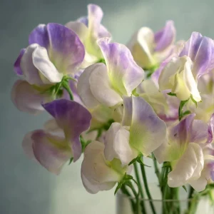Sweet Pea Seeds - High Scent Fragrant Climbing Climber Seeds 20 Count - Vibrant Colors - Image 3