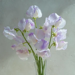 Sweet Pea Seeds - High Scent Fragrant Climbing Climber Seeds 20 Count - Vibrant Colors - Image 1