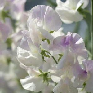 Sweet Pea Seeds - High Scent Fragrant Climbing Climber Seeds 20 Count - Vibrant Colors - Image 4