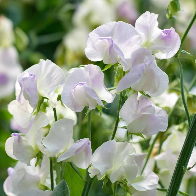 Sweet Pea Seeds - High Scent Fragrant Climbing Climber Seeds 20 Count - Vibrant Colors - Image 5