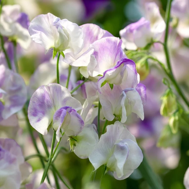Sweet Pea Seeds - High Scent Fragrant Climbing Climber Seeds 20 Count - Vibrant Colors - Image 6