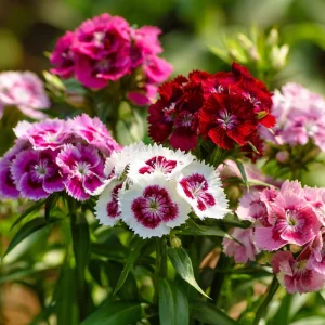 Sweet William Seeds Mix – Dianthus barbatus Flower Seeds – 250 Seeds – Pollinator Friendly - Image 2