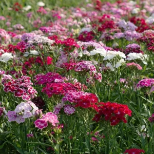 Sweet William Seeds Mix – Dianthus barbatus Flower Seeds – 250 Seeds – Pollinator Friendly - Image 3