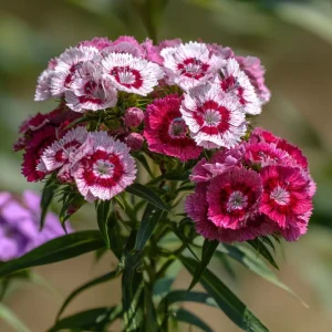 Sweet William Seeds Mix – Dianthus barbatus Flower Seeds – 250 Seeds – Pollinator Friendly - Image 4