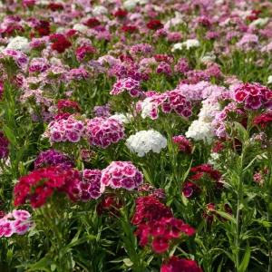 Sweet William Seeds Mix – Dianthus barbatus Flower Seeds – 250 Seeds – Pollinator Friendly - Image 5