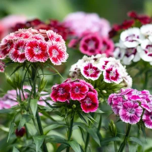 Sweet William Seeds Mix – Dianthus barbatus Flower Seeds – 250 Seeds – Pollinator Friendly - Image 6