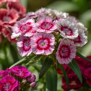 Sweet William Seeds Mix – Dianthus barbatus Flower Seeds – 250 Seeds – Pollinator Friendly - Image 7