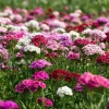 Sweet William Seeds Mix – Dianthus barbatus Flower Seeds – 250 Seeds – Pollinator Friendly - Image 1