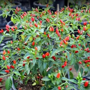 Tabasco Pepper Live Plant – 2 Plants per Pot – 4 Inch Tall Spicy Chili for Outdoor Garden - Image 2
