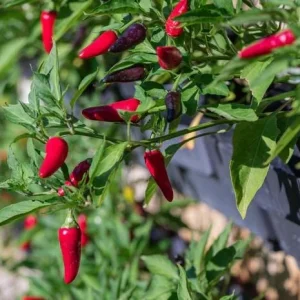 Tabasco Pepper Live Plant – 2 Plants per Pot – 4 Inch Tall Spicy Chili for Outdoor Garden - Image 3