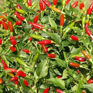 Tabasco Pepper Live Plant – 2 Plants per Pot – 4 Inch Tall Spicy Chili for Outdoor Garden - Image 4