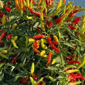 Tabasco Pepper Live Plant – 2 Plants per Pot – 4 Inch Tall Spicy Chili for Outdoor Garden - Image 5