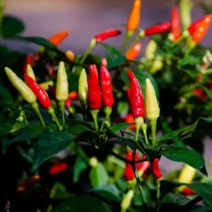 Tabasco Pepper Live Plant – 2 Plants per Pot – 4 Inch Tall Spicy Chili for Outdoor Garden - Image 6