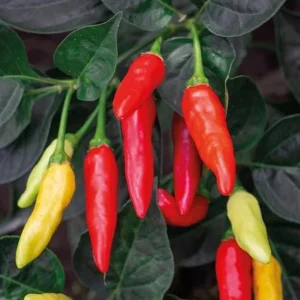 Tabasco Pepper Live Plant – 2 Plants per Pot – 4 Inch Tall Spicy Chili for Outdoor Garden - Image 7