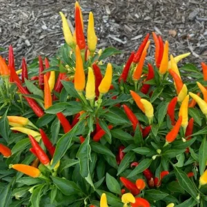 Tabasco Pepper Live Plant – 2 Plants per Pot – 4 Inch Tall Spicy Chili for Outdoor Garden - Image 1