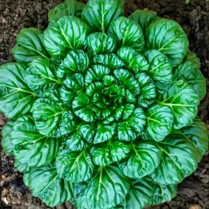 Tatsoi Rosette Pak Choi Cabbage Seeds - 100 Seeds | Fast-Growing Asian Green - Image 2