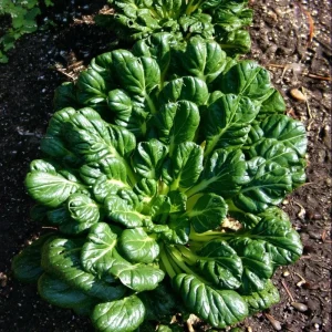 Tatsoi Rosette Pak Choi Cabbage Seeds - 100 Seeds | Fast-Growing Asian Green - Image 3