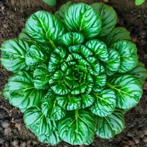 Tatsoi Rosette Pak Choi Cabbage Seeds - 100 Seeds | Fast-Growing Asian Green - Image 4
