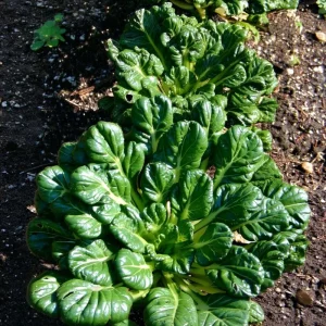 Tatsoi Rosette Pak Choi Cabbage Seeds - 100 Seeds | Fast-Growing Asian Green - Image 1