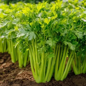 Tendercrisp Celery Seeds - 300 Count Heirloom Vegetable Seeds for Home Garden - Image 3