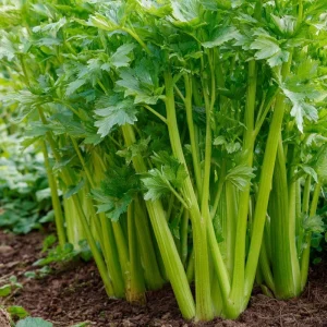Tendercrisp Celery Seeds - 300 Count Heirloom Vegetable Seeds for Home Garden - Image 4
