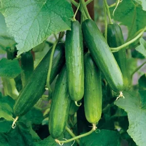 Tendergreen Burpless Cucumber Seeds - 50 Count - Easy-to-Digest - Image 2