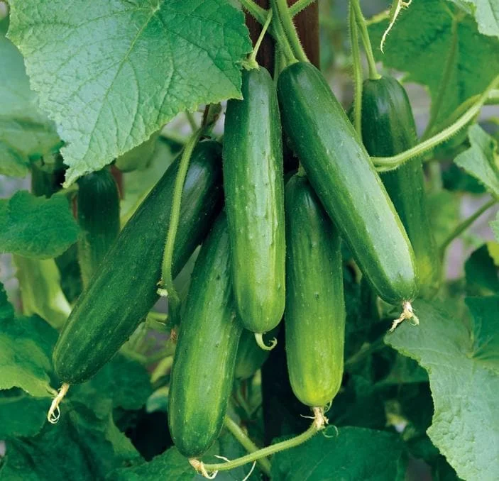 Tendergreen Burpless Cucumber Seeds - 50 Count - Easy-to-Digest - Image 2
