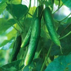 Tendergreen Burpless Cucumber Seeds - 50 Count - Easy-to-Digest - Image 4