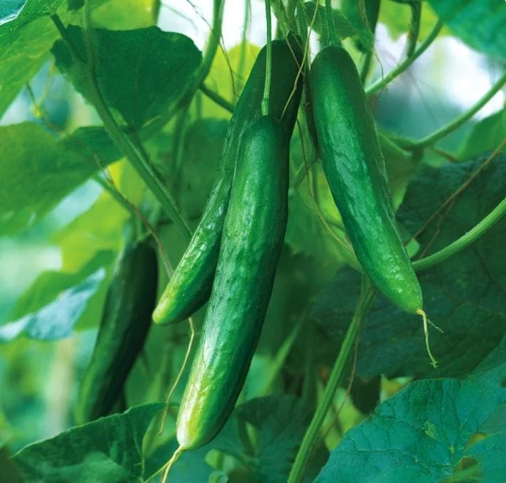 Tendergreen Burpless Cucumber Seeds - 50 Count - Easy-to-Digest - Image 4