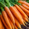 Tendersweet Carrot Seeds – 150 Seeds, Heirloom, Coreless, Extra Sweet for Juicing - Image 1