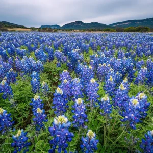 Texas Bluebonnet Seeds - Lupinus texensis - 50 Seeds - Iconic Blue Blooms, Native Wildflower - Image 2