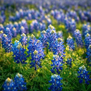 Texas Bluebonnet Seeds - Lupinus texensis - 50 Seeds - Iconic Blue Blooms, Native Wildflower - Image 3