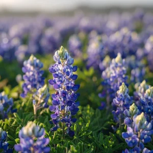 Texas Bluebonnet Seeds - Lupinus texensis - 50 Seeds - Iconic Blue Blooms, Native Wildflower - Image 1
