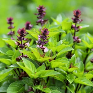 Thai Basil Seeds - Heirloom Culinary Herb, 250 Seeds Packet, Aromatic & Flavorful - Image 5