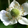 Thimbleweed Seeds – Anemone cylindrica – 50 Heirloom Seeds for Pollinators - Image 1
