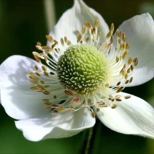 Thimbleweed Seeds – Anemone cylindrica – 50 Heirloom Seeds for Pollinators - Image 1
