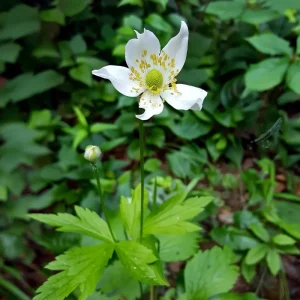 Thimbleweed Seeds – Anemone cylindrica – 50 Heirloom Seeds for Pollinators - Image 2