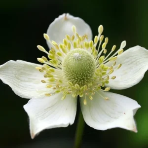 Thimbleweed Seeds – Anemone cylindrica – 50 Heirloom Seeds for Pollinators - Image 3