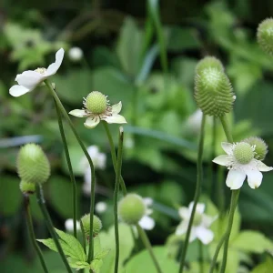 Thimbleweed Seeds – Anemone cylindrica – 50 Heirloom Seeds for Pollinators - Image 4
