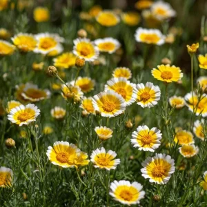 Tidy Tips Seeds – Layia platyglossa Wildflower, Yellow & White, 150 Seeds - Image 3
