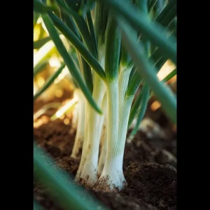 Tokyo Long White Bunching Onion Seeds - 200 Seeds for Garden & Cooking - Image 3