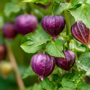 Tomatillo Purple Tomato Seeds - Heirloom Chinese Lantern, 30 Seed Pack - Image 3