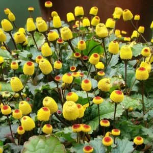 Toothache Plant Seeds - Spilanthes Oleracea - Eyeball Plant 200 Seeds - Image 2