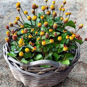 Toothache Plant Seeds - Spilanthes Oleracea - Eyeball Plant 200 Seeds - Image 3