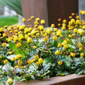 Toothache Plant Seeds - Spilanthes Oleracea - Eyeball Plant 200 Seeds - Image 4