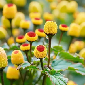 Toothache Plant Seeds - Spilanthes Oleracea - Eyeball Plant 200 Seeds - Image 5