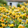 Toothache Plant Seeds - Spilanthes Oleracea - Eyeball Plant 200 Seeds - Image 1