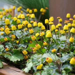 Toothache Plant Seeds - Spilanthes Oleracea - Eyeball Plant 200 Seeds - Image 6